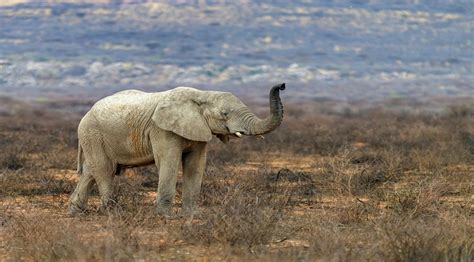 Wildlife in Namibia - CNN International Commercial