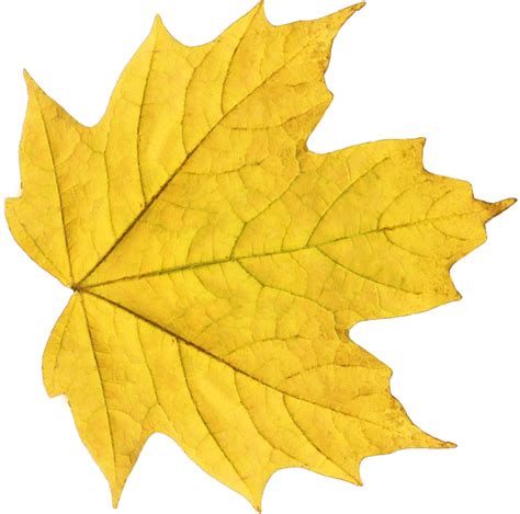 Download Yellow Leaf PNG Image for Free