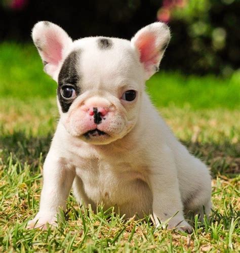 a small white and black dog sitting in the grass