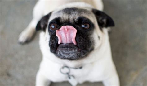 How To Know If Your Pug Needs Nose Surgery - Pug Friend