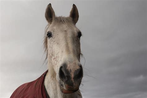 The sweet white horse Photograph by Serena Piccoli | Pixels