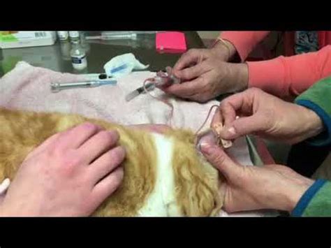 17 Top Photos Cat Ear Hematoma Treatment - Veterinary Key Points: The Punch Technique for Aural ...