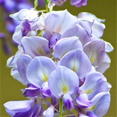 30pcs Purple Wisteria Flower Seeds Perennial Climbing Plants Bonsai ...