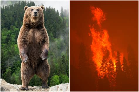 Video Shows Bear Fleeing Caldor Fire Flames as Blaze Ravages California - Newsweek