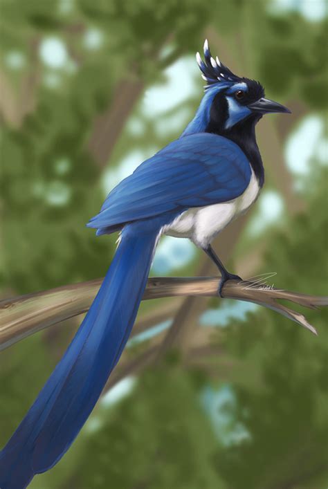 Black-throated Magpie-jay by kaithel on DeviantArt