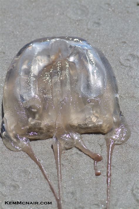 Box Jellyfish Appearing on Volusia County Beaches | Blog The Beach