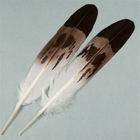 Semi-Mature Golden Eagle Matched Pairs | Eagle Feathers | Crazy Crow ...