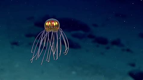 jellyfish | Colossal