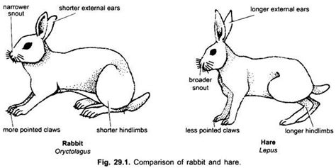 Comparison between Rabbit and Hare | Vertebrates | Chordata | Zoology