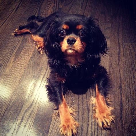 Cavalier King Charles Black and Tan | I'm A Dog Person | Pinterest