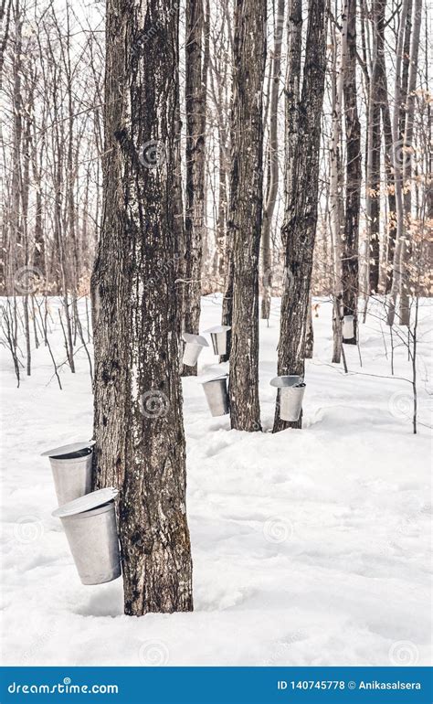 Traditional Maple Syrup Production Stock Photo - Image of bark, industry: 140745778