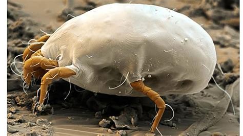 A microscopic view of a house dust mite. This thing is crawling in your ...