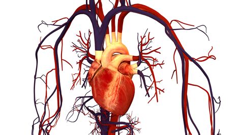 File:Human Heart and Circulatory System.png