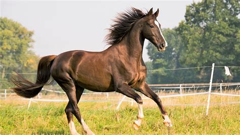 8 Smartest Horse Breeds