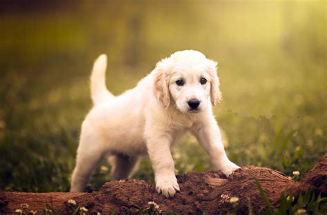 Download Baby Animal Puppy Dog Animal Golden Retriever HD Wallpaper