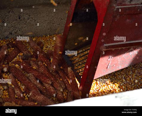 Old electric corn sheller machine. Get the corn seeds from corn cobs Stock Photo - Alamy