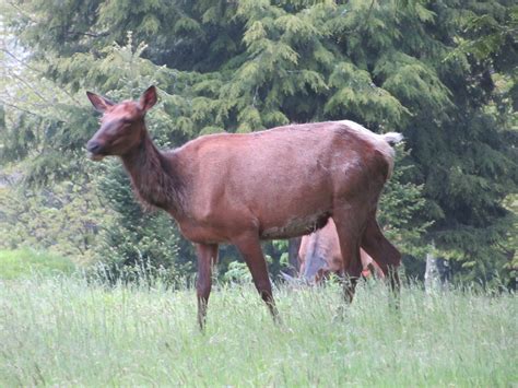 Cabins in Elk Country: Antler Shed Cabins, Benezette, PA | Interesting ...