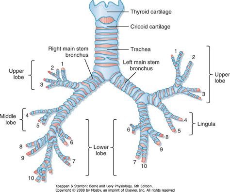 Printed from STUDENT CONSULT: Berne and Levy Physiology 6E - The Online ...