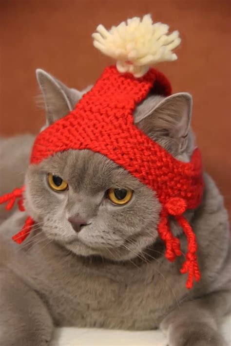 Pin on Gatos | Funny cats and dogs, Kitten clothes, Cat hat