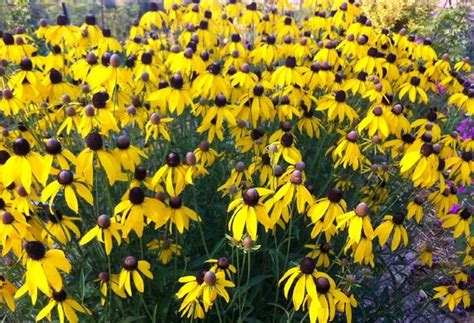 Yellow Coneflower SeedRatibida Seeds Organic by mountainlilyfarm