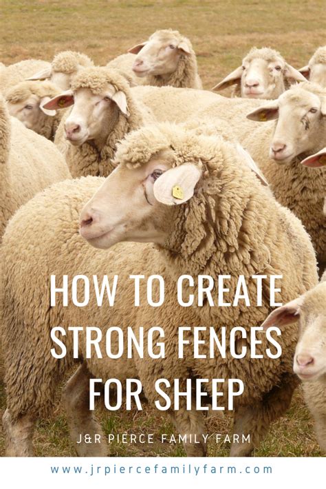 Everything You Need to Know About Fencing for Sheep — J&R Pierce Family Farm