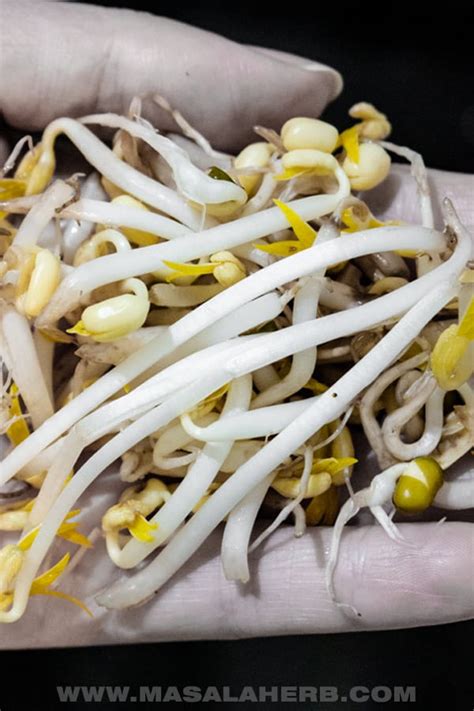 How to sprout mung beans - DIY Mung Bean Sprouts | Masala Herb