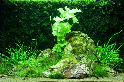 Layout 74 - Tropica - Tropica Aquarium Plants