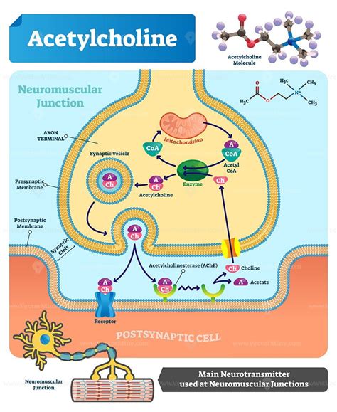 Acetylcholine vector illustration - VectorMine