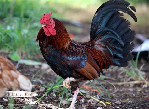 Rooster Names: 200+ Most Popular Names for Roosters | PetPress