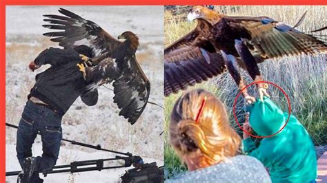 [EAGLE ATTACK HUMAN] CRAZIEST EAGLE ATTACKS CAUGHT ON CAMERA! - YouTube