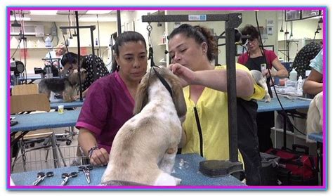 Pet Grooming Schools Listings Near Me - CLASSY PAWS MOBILE PET GROOMING ...