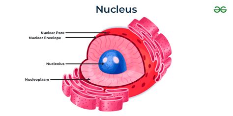 Nucleolus - Definition, Structure, Diagram & Its Function - GeeksforGeeks