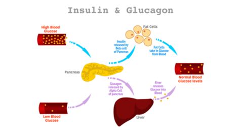 Insulin and Glucagon: Regulation of Blood Sugar Levels