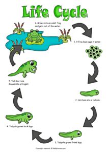 Life Cycle of a Frog Color Poster | kiddyhouse.com