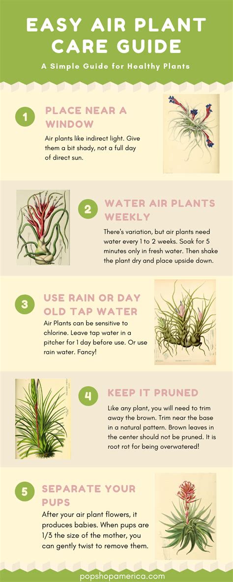 Easy Air Plant Care Guide with Infographics – Pop Shop America