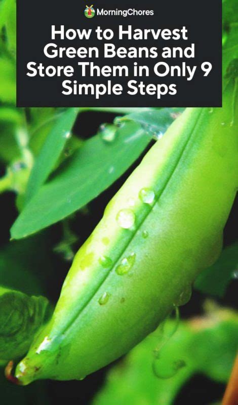 How to Harvest Green Beans and Store Them for Long-Term Use