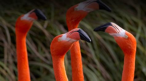 Flamingo | San Diego Zoo Animals & Plants