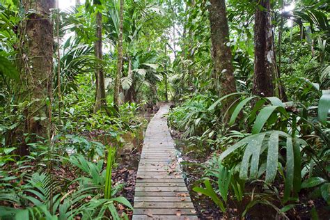 Experience the tropical rainforests of Tortuguero National Park on an ...