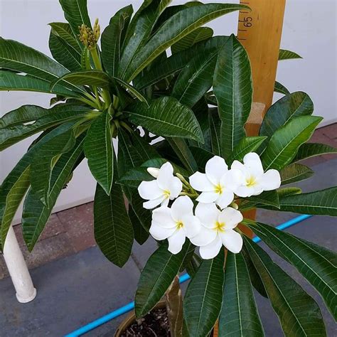 Plumeria pudica x, Fragrant White Pudica Hybrid in GardenTags plant encyclopedia