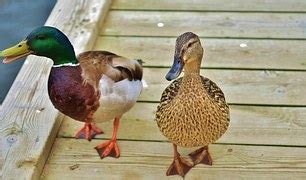 Free photo: Wild Geese, Geese, Goose - Free Image on Pixabay - 278987
