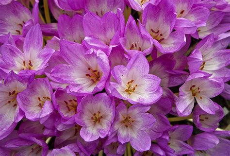 Pink Crocus Photograph by Venetia Featherstone-Witty - Fine Art America