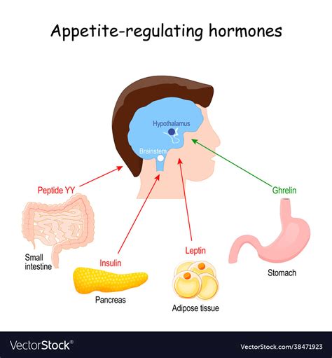 Hormones that regulate metabolism appetite Vector Image