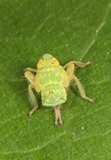 Leafhopper - Jikradia olitoria, Merrimac Farm Wildlife Man… | Flickr