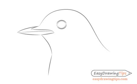 How to Draw a Bird Step by Step Side View - EasyDrawingTips