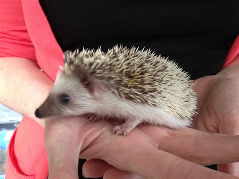 Eastern Baby African Pygmy Hedgehogs - Reptile Forums