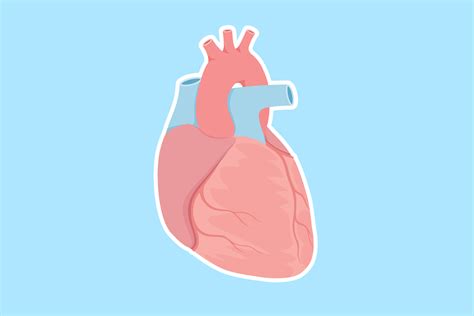 human-heart-health-illustration - Mt. Gambier Chinese Medical Centre