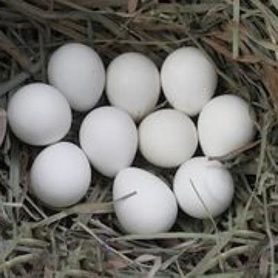 Northern Bobwhite Quail, Hatching Eggs