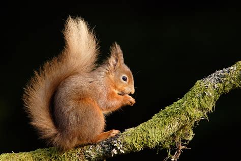 Red Squirrels - Paul Miguel Wildlife Photography