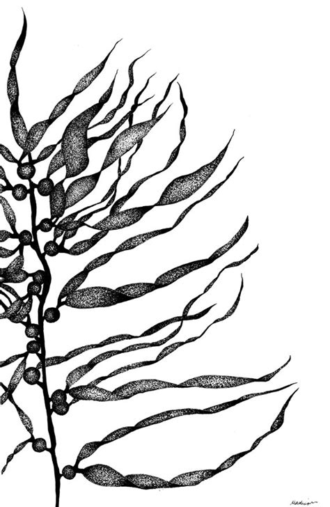 Kelp Forest Drawing at GetDrawings | Free download