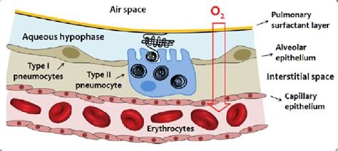 Schematic representation of the respiratory blood-gas barrier The... | Download Scientific Diagram